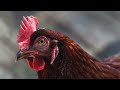 Protecting American Heritage Chickens: Why It's Essential