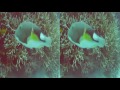 scuba diving 3D