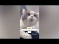 😹 Laugh Uncontrollably! Best Funny Cat Videos 2024 😍 Funniest Catss 🤣