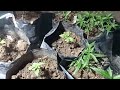 Outdoor winter weed in a camp tent. Low stress training. Sour Diesel Auto June 2024