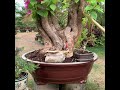 Bonsai lover:Large bougainvillea bonsai