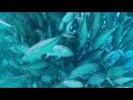 Underwater Fish Tornado