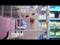 2024 Chó Phốc Sóc Mini 😍 Funny and Cute Pomeranian 😺🐶 | cute animals87
