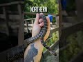 Non Stop Snake Action: The Snakes Were Out!!