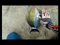 Jangan Dicoba !! Mancing Dengan Teknik Garong Super Di Pinggiran Laut, Pakai Umpan Ikan Teri
