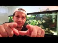 How to Raise pH in Aquarium!