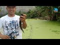 Cast and Release .. casting ikan gabus