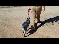 How to Teach Your Dog to HEEL (Part 1: setting up the foundation)