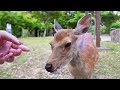 Nara Park Walk: Discovering the Legends of the Sika Deer | 4k | 奈良の鹿