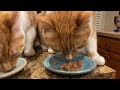 Hungry ginger brothers