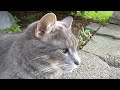 1080p video of cat with nexus 6