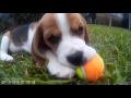 8 Week old Puppy Comes Home for the First Time, Why To Get a Beagle!