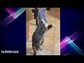 Funniest Animal Videos 2023 🤣|Best Funny Cats and Dogs Videos |Cute Cats and Dogs