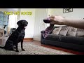 25 Labrador Tricks