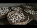 145 Days: Raising Ducks from Hatching to Egg Laying.