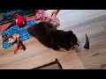 The Kid Has A Goat Horn! (Finnish Lapphund Puppy)