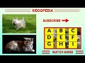 MAMMALS Names and Sounds for Kids to Learn | Learning Mammals for Kindergarten, School, Children