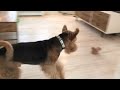 Reaction between two dogs and a toy