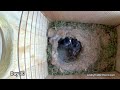 Fascinating 8 min Time-Lapse of Empty Nest to Fledging | Chickadee Live Nest Box Cam