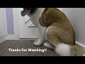 With great big dogs comes great responsibility | American Akita