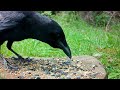 Closeup Crow Cam