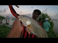 SNAPPER HUNT in BERBICE GUYANA.