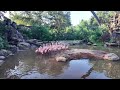 Moving day for Houston Zoo's flock of flamingos