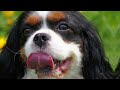 Cavalier Colors: The Mesmerizing World of Cavalier King Charles Spaniel Colors