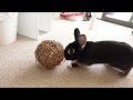 Different Bunny Bonding Methods & Tips For Success! 🐰❤️🐰