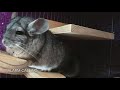 Common Chinchilla Sounds