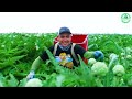 The Most Modern Agriculture Machines That Are At Another Level, How To Harvest Atiso In Farm ▶1
