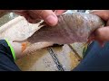 Menjaring ikan sungai | Eps 116