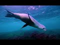 Océano 4K - Animales Marinos Para Relajarse - Hermosos Peces de Arrecife de Coral en el Acuario #4