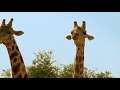 Amazing battle of giraffes