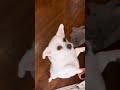Ep684: 2 y old Chihuahua: dogs like to play in snow