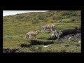 The battle of Tibetan foxes with a Pallas's cat in the mountains of China.