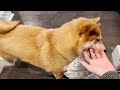 5 Things That Make Shiba Inu the Most Special Dog