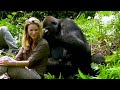 Heart-warming moment WILD GORILLAS accept Damian Aspinall's wife Victoria - OFFICIAL VIDEO