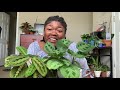 How to care for Maranta Prayer Plant Indoors! | Planting The World Red