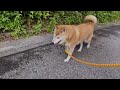 【柴犬】気分転換に お散歩に行こうよ。Let’s go for a walk for a change of pace.