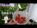 Grow in your room even in winter and harvest many times 🍅Hydroponic cultivation of cherry tomatoes♪