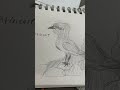 Bird drawing :) #artistdrawing #birdartist #birdperson #artistillustration #artwork #birds