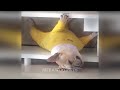 😹 Funniest Cats and Dogs ❤️😻 Funny And Cute Cats Videos 2024 ❤️🤣