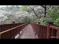 Insomnia solution - the sound of rain helps you sleep well -Cherry blossom-scented spring rain