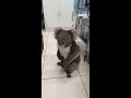 Adorable Koala Sings.
