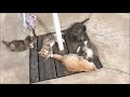 Kittens Chasing Tails