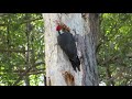 Pileated Woodpecker