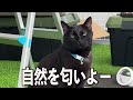 主のトイレを覗く猫がこちらですｗｗ