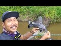 MANCING IKAN BAUNG UMPAN KUCUR HASILNYA JOSS