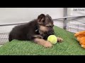 German Shepherd PUPPIES 8 weeks and DAD Play 2020